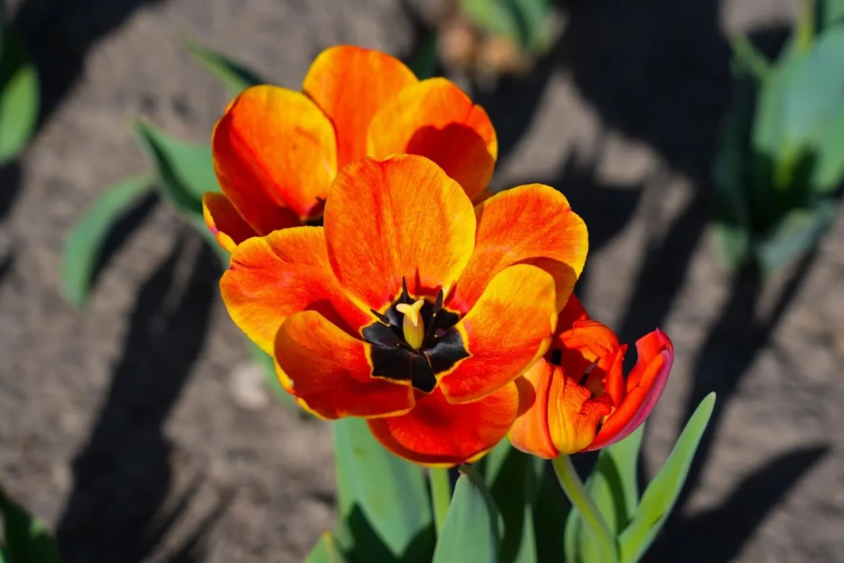 In Bishkek, over 230,000 tulips were planted