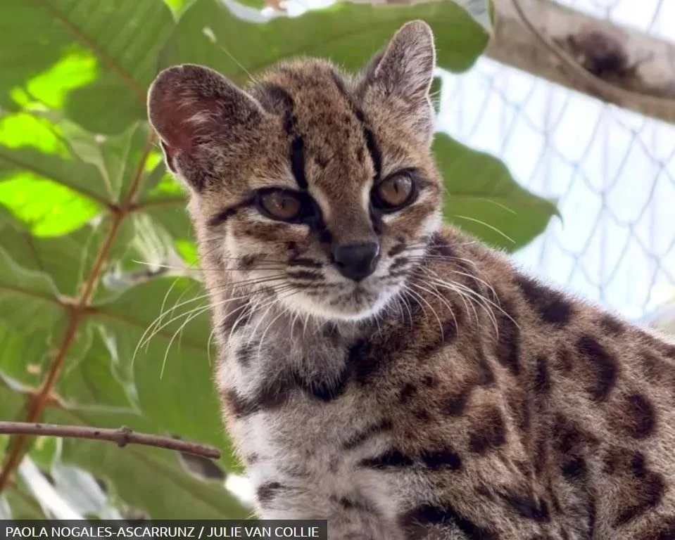 Scientists have discovered a new species of wild cats in the forests of Bolivia